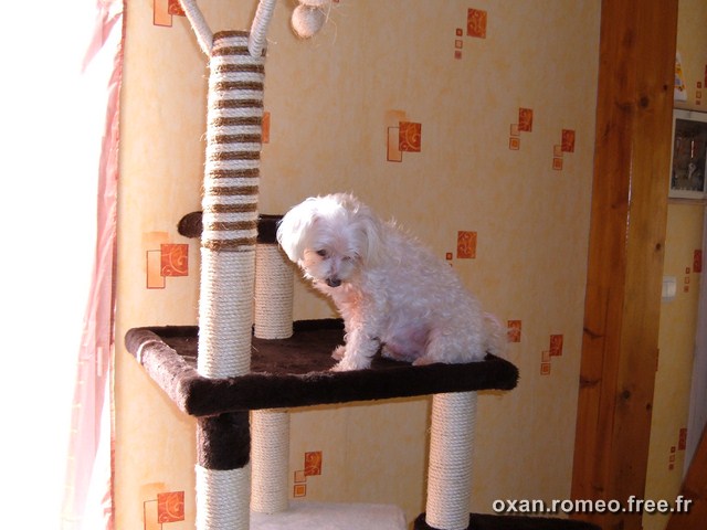 Amis-082