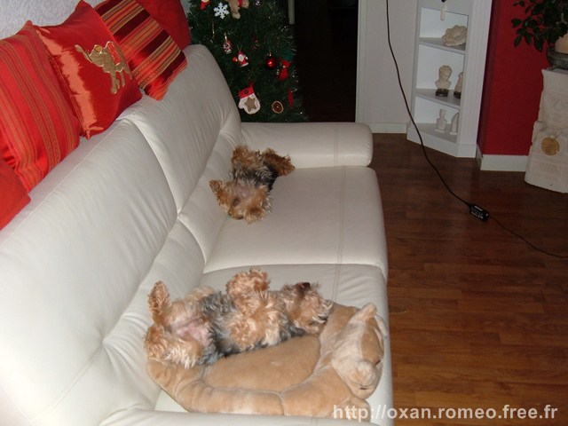 Oxan-Romeo-032