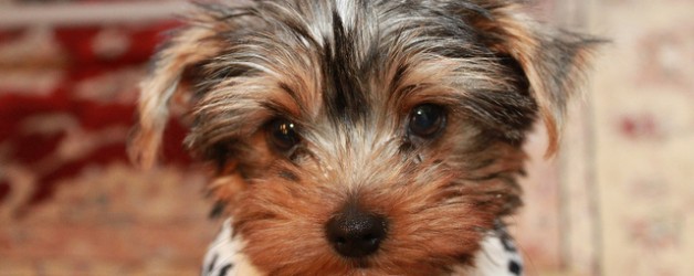 Proprete-Chiots