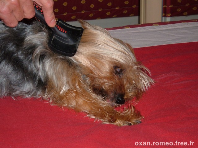 Romeo-060