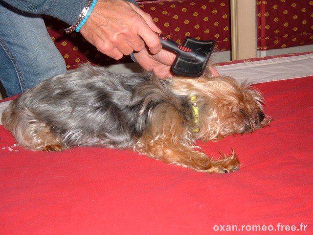 Romeo-061