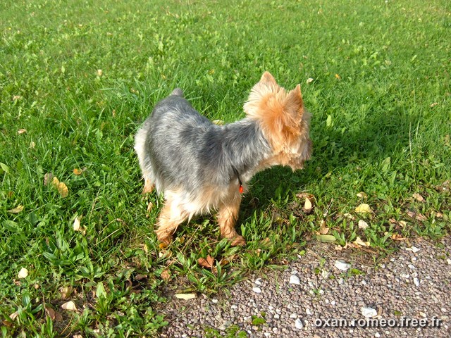 Romeo-069