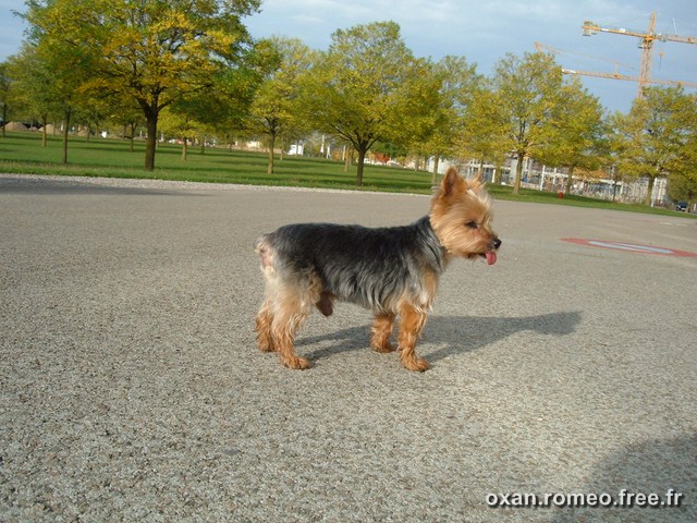 Romeo-071