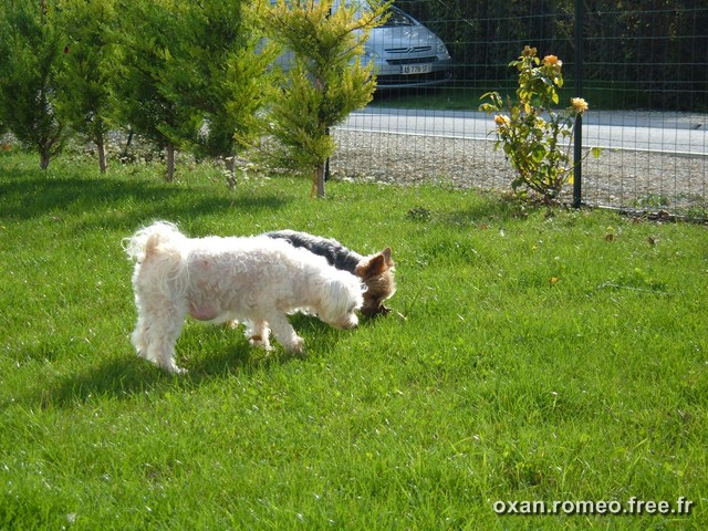 Romeo-084
