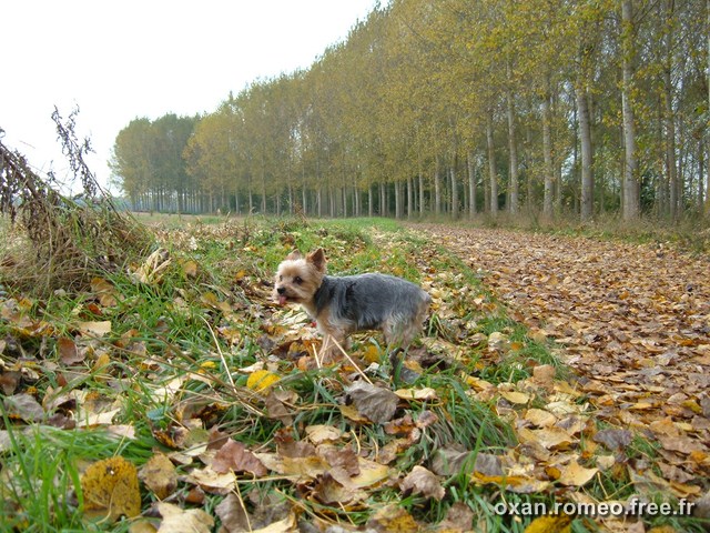 Romeo-089